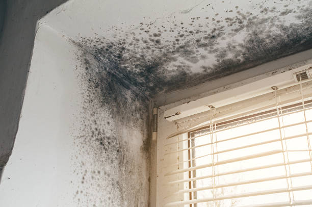 Trusted Basement Mold Remediation service in Fort Belvoir, VA - Cheap Mold Removal