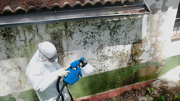 Trusted Black Mold Removal service in Fort Belvoir, VA - Cheap Mold Removal